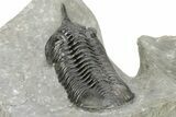 Morocconites Trilobite Fossil - Ofaten, Morocco #273385-5